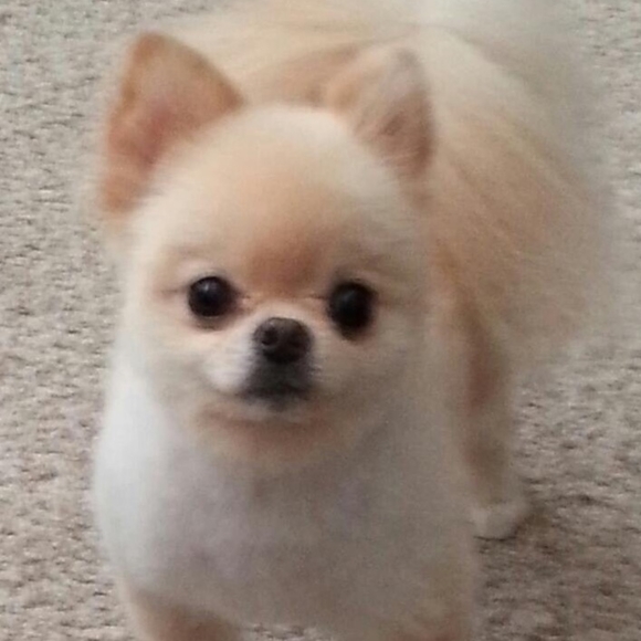 Handbags - Trying to get to 300,000 followers.